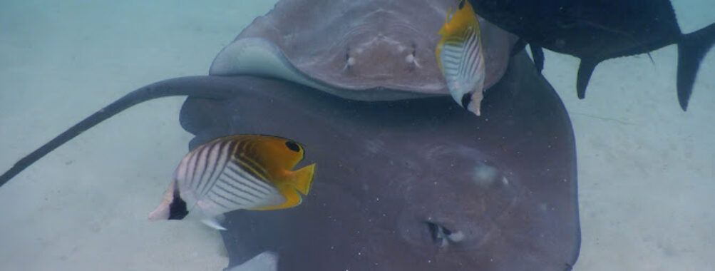 Moorea Activities Center - Opunohu Travel Forum Reviews