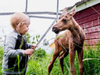 Moose Garden Travel Forum Reviews