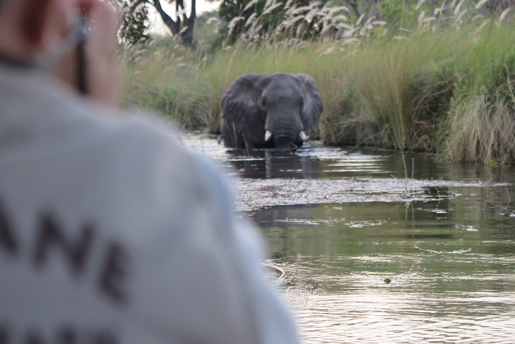 Mopane Game Safaris