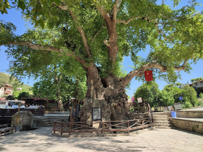 Moses Tree
