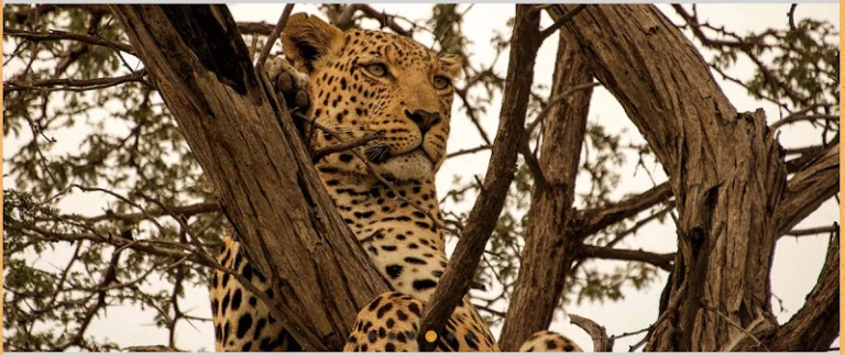 Mosu Safari Tours