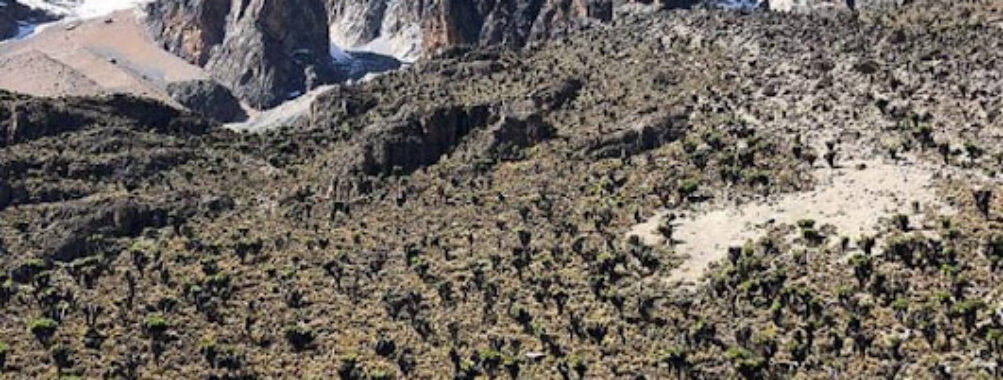 Mount Kenya National Park Travel Forum Reviews