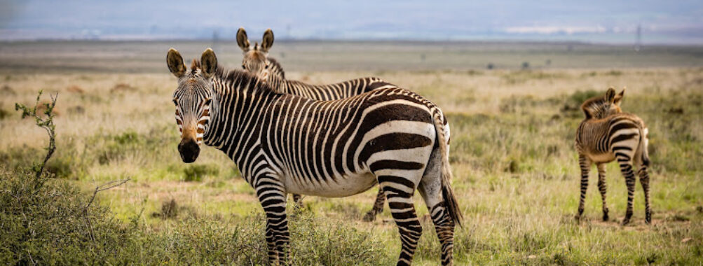 Mountain Zebra National Park Travel Forum Reviews