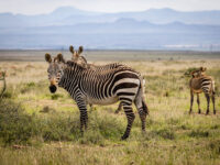 Mountain Zebra National Park Travel Forum Reviews