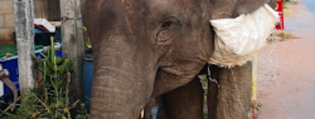 Mueang Kalasin District Travel Forum Reviews