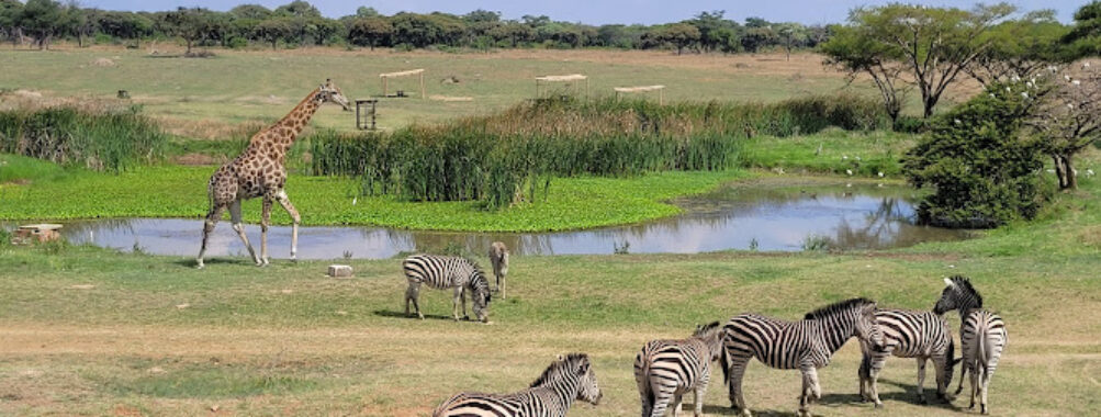 Mukuvisi Woodlands Travel Forum Reviews