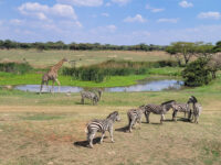 Mukuvisi Woodlands Travel Forum Reviews