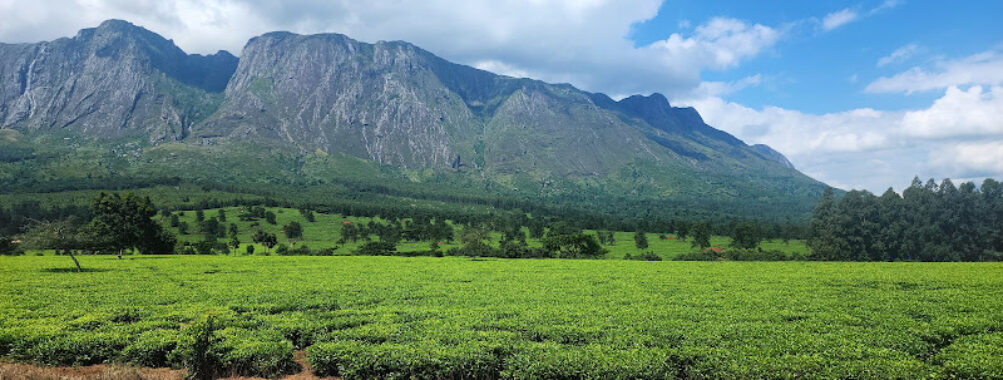 Mulanje Mountain Travel Forum Reviews