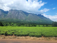 Mulanje Mountain Travel Forum Reviews