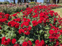 Municipal Rose Garden Travel Forum Reviews