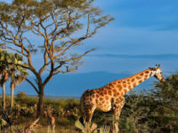 Murchison Falls National Park - Kichubanyobo entrance gate Travel Forum Reviews