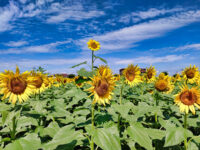 Musashimurayama Sunflower Garden Travel Forum Reviews