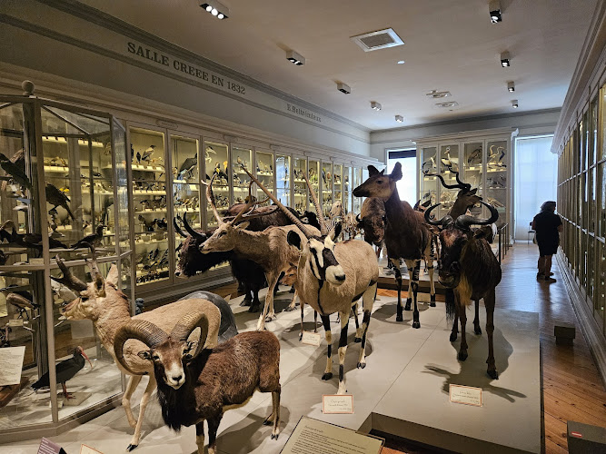 Muséum d'Histoire naturelle de La Rochelle