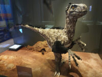 Muséum départemental du Var Travel Forum Reviews
