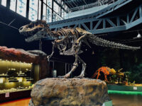 Museum of Evolution Tehuacán Travel Forum Reviews