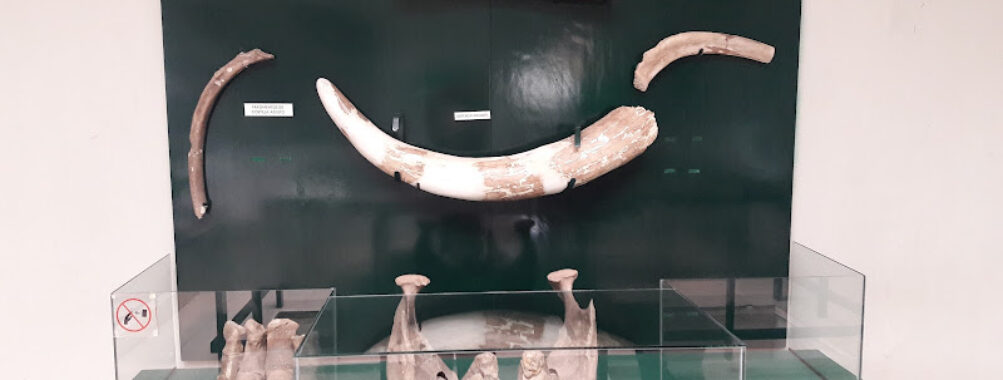 Museum of Man Tepexpan Travel Forum Reviews