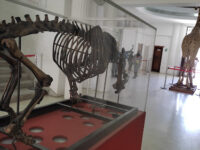 Museum of Natural Sciences Travel Forum Reviews