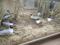 Museum of the History of the City of Lobnya Travel Forum Reviews