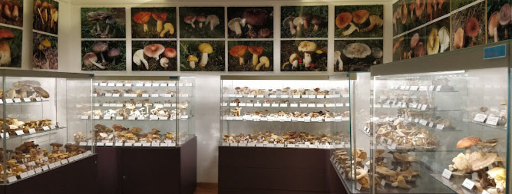 Mushroom Museum Travel Forum Reviews