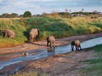 Mwea National Reserve Travel Forum Reviews