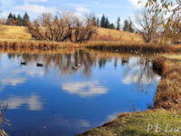 Mylar Park Travel Forum Reviews