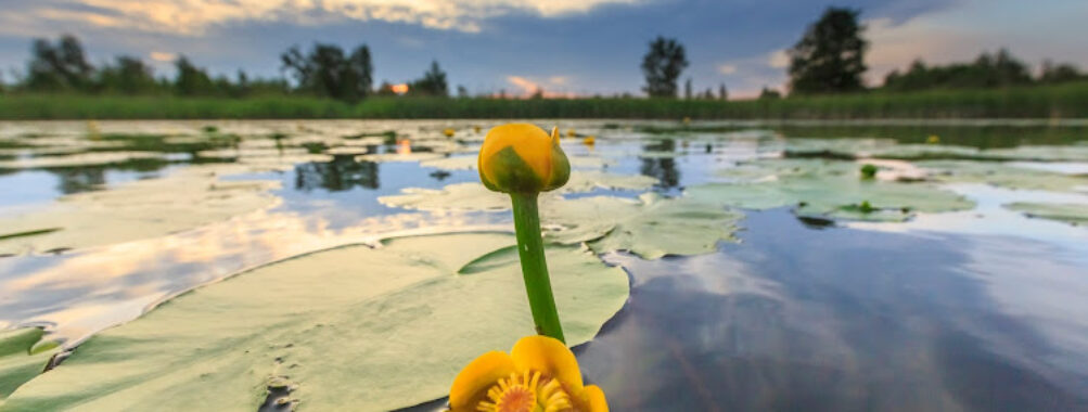 Naardermeer Travel Forum Reviews