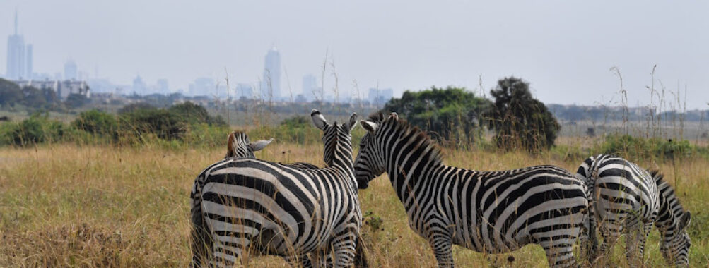 Nairobi National Park Travel Forum Reviews
