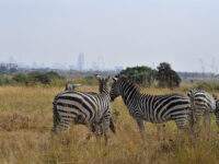 Nairobi National Park Travel Forum Reviews