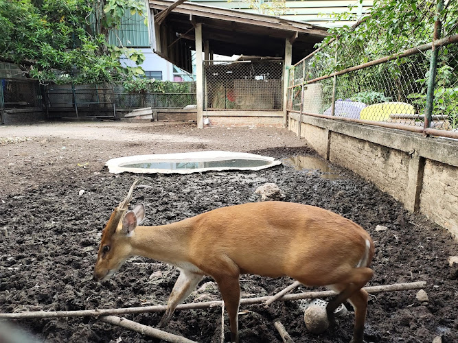 Nakhon Pathom Youth Center Zoo