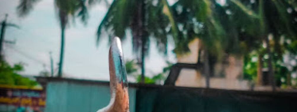 Nandepu Estates Travel Forum Reviews