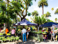 Napier Urban Farmer's Market Travel Forum Reviews