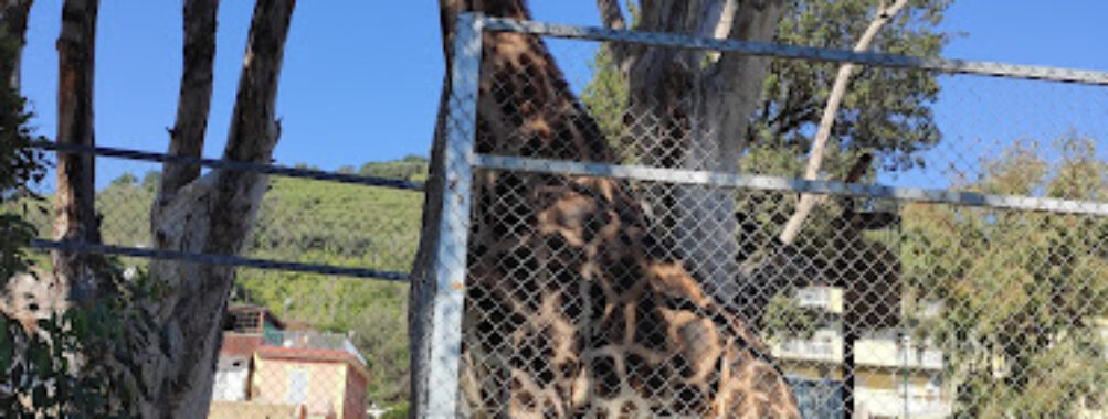 Naples Zoo Travel Forum Reviews
