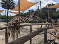 Naples Zoo at Caribbean Gardens Travel Forum Reviews