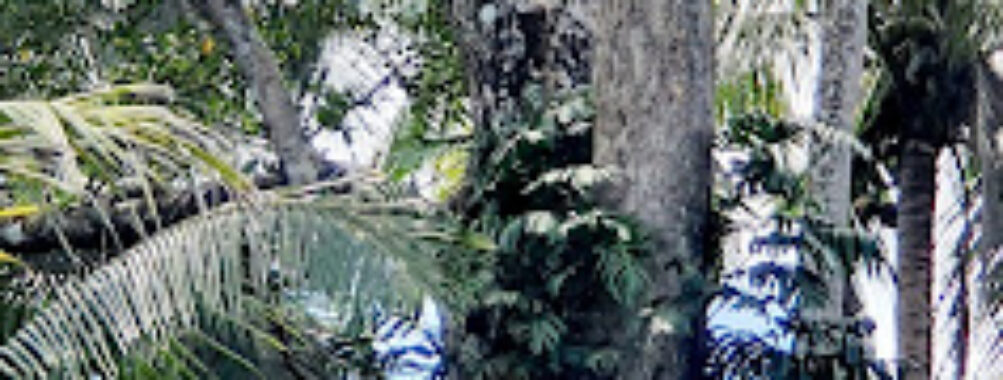 Narra Eco Park and Spring Resort Travel Forum Reviews