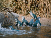 National Aquarium of New Zealand Travel Forum Reviews