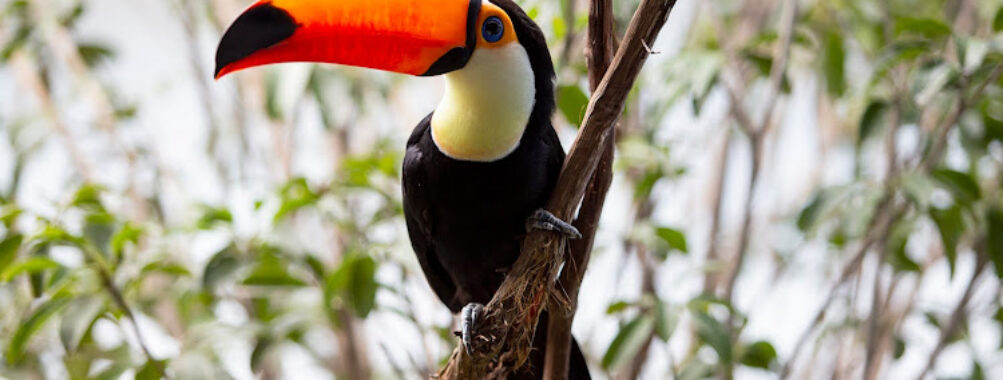 National Aviary Travel Forum Reviews