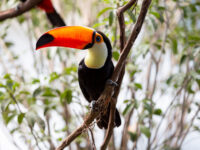 National Aviary Travel Forum Reviews