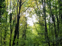 National Forest of Palaiseau Travel Forum Reviews