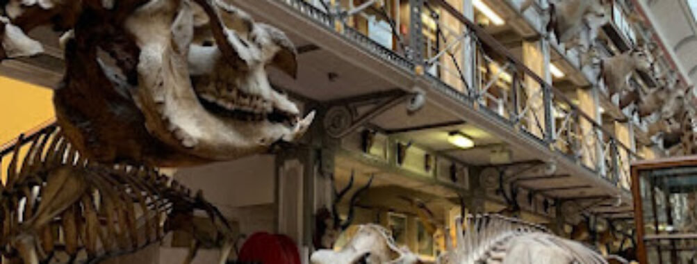 National Museum of Ireland, Merrion Street Travel Forum Reviews