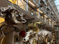 National Museum of Ireland, Merrion Street Travel Forum Reviews