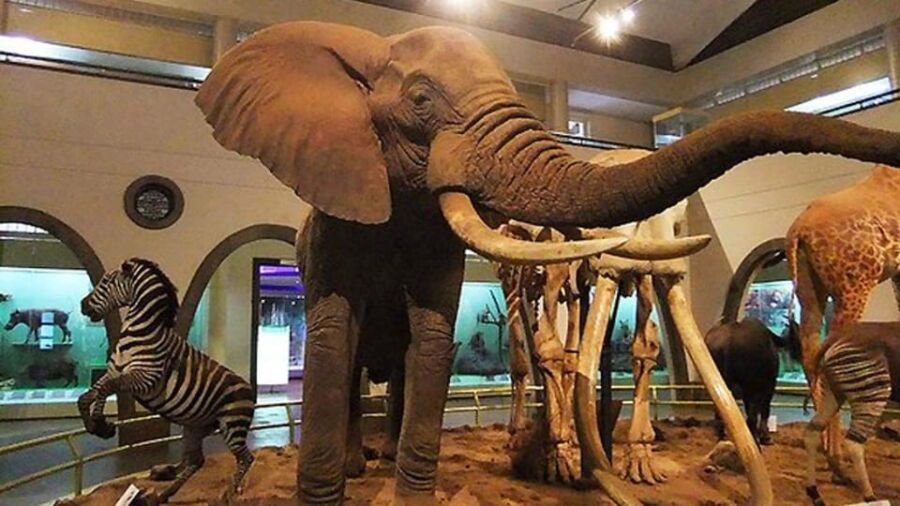 Wild animals showcased at the National Museum of Kenya