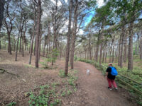 National Trust Car Park - Victoria Road woodland Travel Forum Reviews