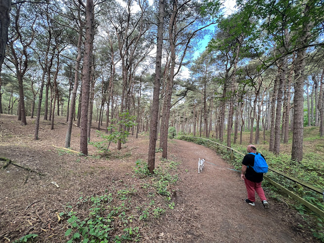 National Trust Car Park – Victoria Road woodland