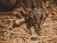 National Zoo Rabat Morocco Travel Forum Reviews