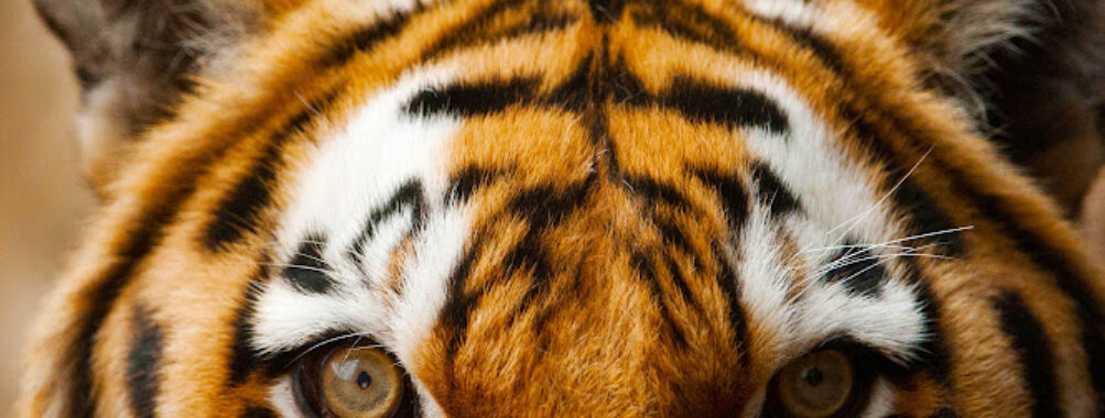 National Zoological Gardens Travel Forum Reviews