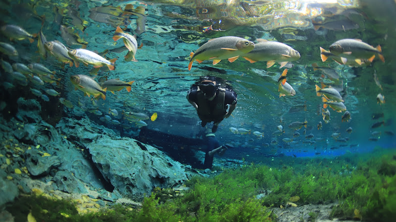 Natural Aquarium