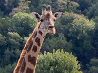Natural Bridge Wildlife Ranch Travel Forum Reviews