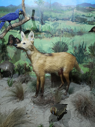 Natural History Museum Capon of Imbuia
