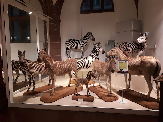 Natural History Museum Mainz