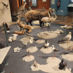 Natural History Museum of Nice